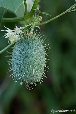 Fruit